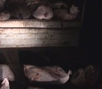 Транспортная полиция Астрахани разыскивает браконьера, который поймал и продал тонну частика и почти центнер икры: оперативное видео 