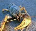 Раки довели астраханца до суда