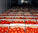В Астраханской области отправили назад 47 тонн иностранных томатов с обнаруженным вирусом