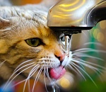 Астраханцев предупреждают о 40-градусной жаре