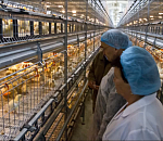 В Астраханской области запустят производство мяса бройлеров