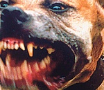 Под Астраханью бойцовские собаки едва не растерзали пенсионера