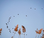 Сто лет любви к природе: астраханский биосферный заповедник глазами известного российского фотографа