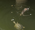 В Астрахани в Лебедином озере появились новые гости