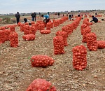 Производство сельхозпродукции в Астраханской области за 9 месяцев выросло на 2,4%