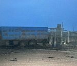 Коровы насмерть затоптали работника на чабанской точке в Астраханской области 