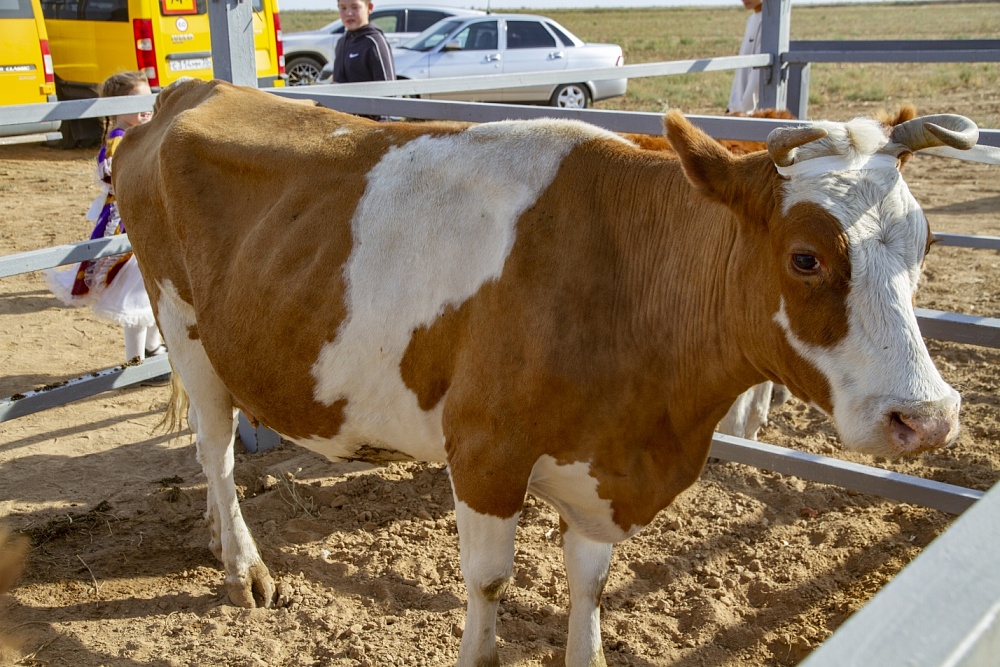 Астраханским фермерам рассказали, как пустить навоз в дело