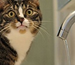 Несколько домов в Автогородке четвертый день живут без воды