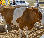 Астраханским фермерам рассказали, как пустить навоз в дело