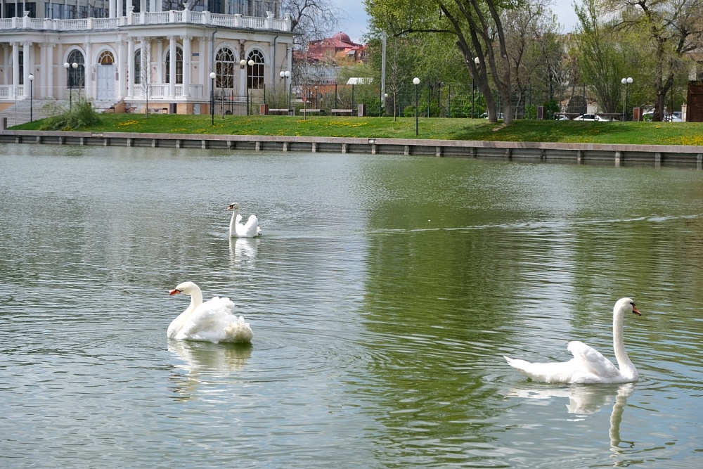 Лебеди вернулись на озеро в центре Астрахани