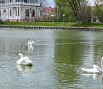 Лебеди вернулись на озеро в центре Астрахани