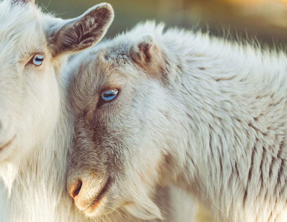 В Астраханской области выявлен очаг оспы овец и коз