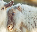 В Астраханской области выявлен очаг оспы овец и коз