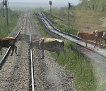 Скот атакует астраханские поезда