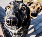 Под Астраханью муниципальный чиновник пойдёт под суд за махинации с отловом и стерилизацией собак 