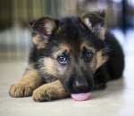 В Астрахани влюбленные не смогли купить, поэтому украли щенка овчарки