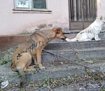 В Астрахани хулиганы разрисовали животных