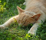 Завтра астраханцев ждёт жара