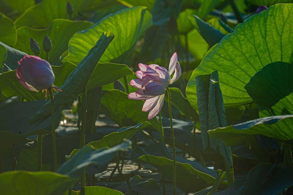 В Астраханской области началось цветение реликтового растения 