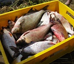 В Астраханской области дали леща отправителю обратно в Казахстан 