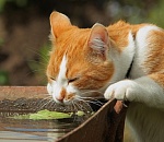 Завтра в Астрахани будет жарко, но с легким ветерком