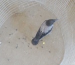 Астраханец продает птенца вороны за 7 тысяч