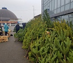 Елки в Астрахани начали продавать с нарушениями