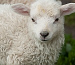 В Астрахани определили места для забоя животных на Курбан-Байрам