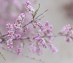 Записки астраханского натуралиста. Тамарикс, или астраханская сирень