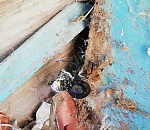 Астраханец увидел ужасающего паука, но не может понять, кто это