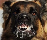 На улице Астрахани введен карантин по бешенству