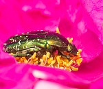 Записки астраханского натуралиста. Кто охотится на бронзовок?