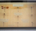 В Астрахани открывается выставка «Живые вертолёты»