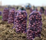 Урожай астраханских овощей продолжает бить рекорды