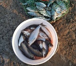 В Астрахани начала ловиться первая вобла 