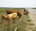 Астраханские бродячие коровы встрянут на новые штрафы