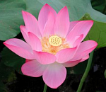  В Астраханской области зацвел лотос