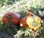 В Астраханской области двое сельчан собрали полтора килограмма конопли