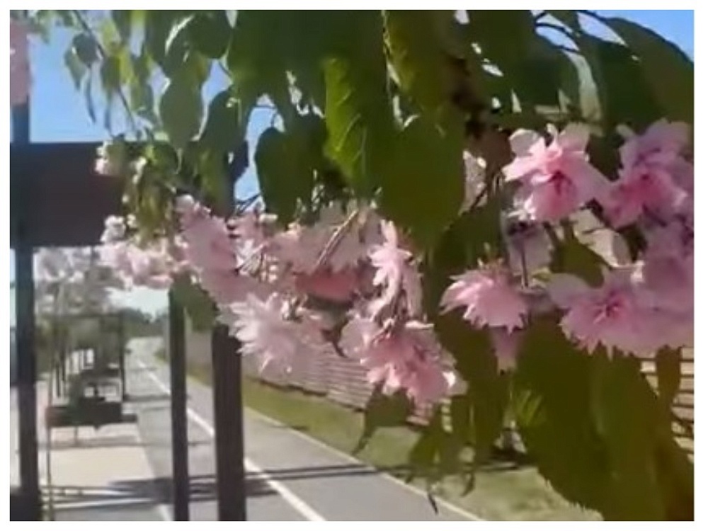 В Астрахани появилась аллея сакуры