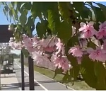 В Астрахани появилась аллея сакуры