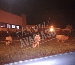 Молоко с доставкой на дом: три коровы ночью прогуливались прямо в центре Астрахани