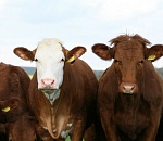 В Астраханской области пристава будут судить за утрату коров