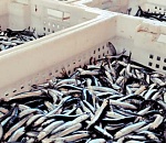 Сотрудники астраханского предприятия украли 124 килограмма рыбы