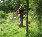 В Астрахани участковые обнаружили 44 тысячи кустов конопли