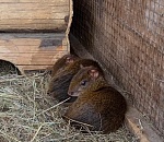 В астраханском зоопарке поселились Анжелика и Леонид Агути