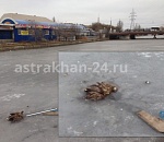 В Астрахани орел вмерз в лед