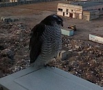 К астраханцам в гости наведываются редкие птицы