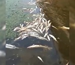 Масштабный замор рыбы засняли под Астраханью