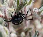 Почему в Астраханской области нет сыворотки от укусов каракурта