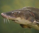 Астраханец нашел на остановке почти 70 килограмм осетра